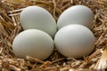 ÃÂ Four green araucana chicken eggs in a basket with straw